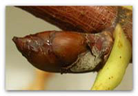 Gemme di Aesculus hippocastanum