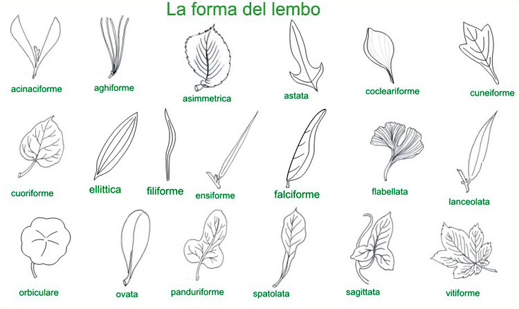 foglie: forma del lembo