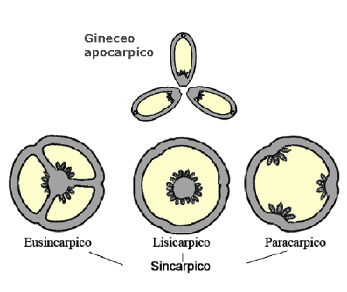Gineceo - ovario