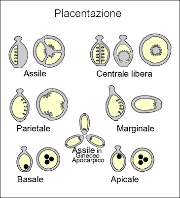Placentazione