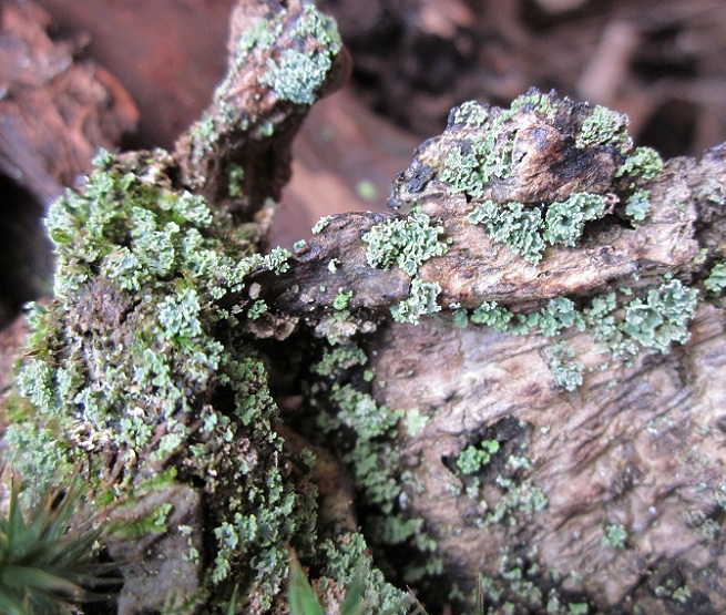 lichene 1 (2).JPG