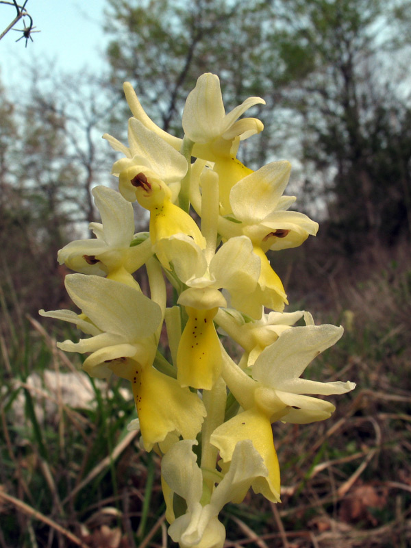 orchis pauciflora 1.jpg