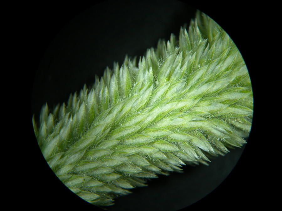 Rostraria litorea (All.) Holub (sin.Lophochloa pubescens (Lam.) Scholz ) {F 4694}