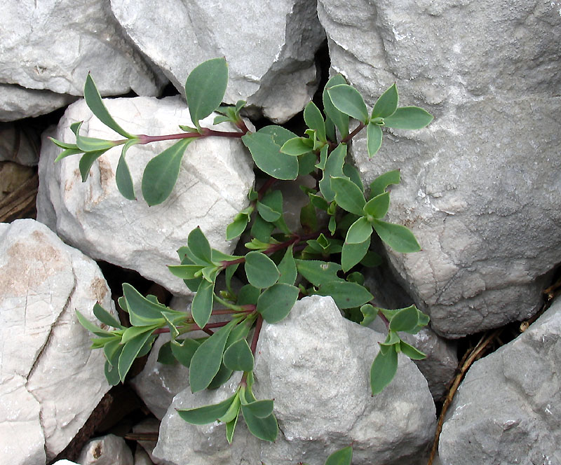 Silene vulgaris ssp. glareosa.jpg