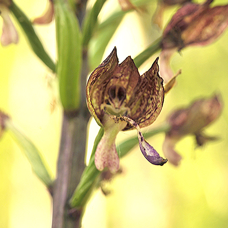 luxsus-di-orchis-purpurea.jpg
