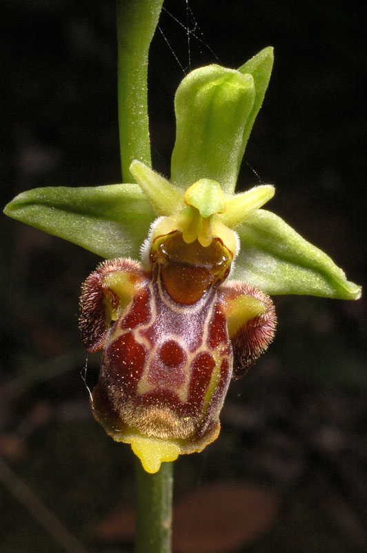 Ophrys conradiae.jpg