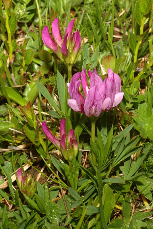 Trifolium alpinum.jpg