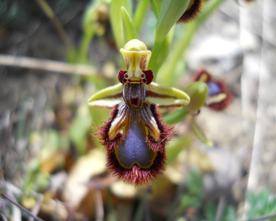 Ophrys-speculum-Link--1.jpg