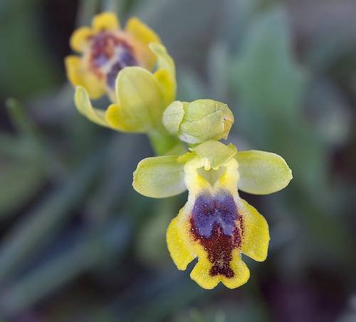 ophrys.jpg