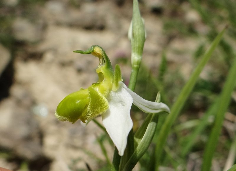 Ophrys apifera Huds. - apocromia 2.jpg