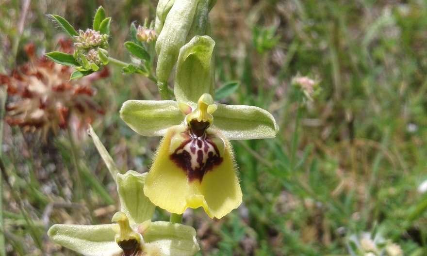 Ophrys lacaitae Lojac. (c).jpg