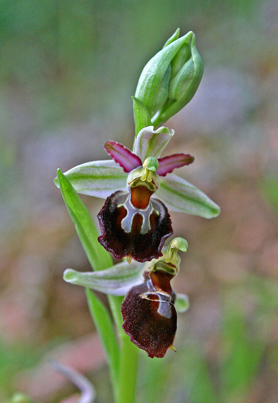 Ophrys exaltata Ten. subsp. morisii (Martelli) Del Prete {F 6510}
