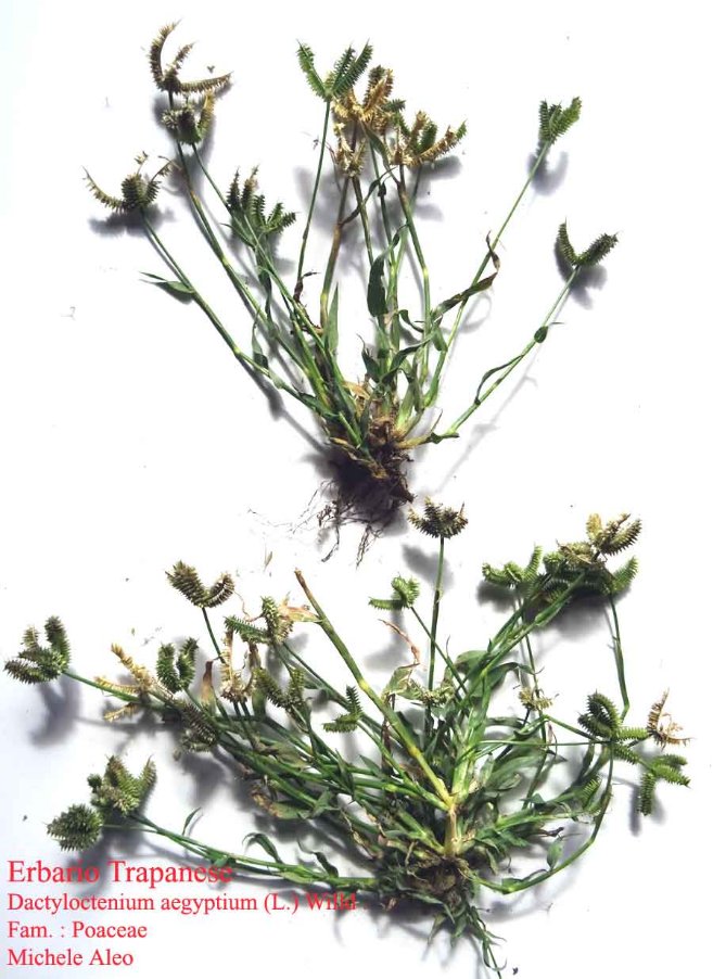 Dactyloctenium-aegyptium-(L.jpg