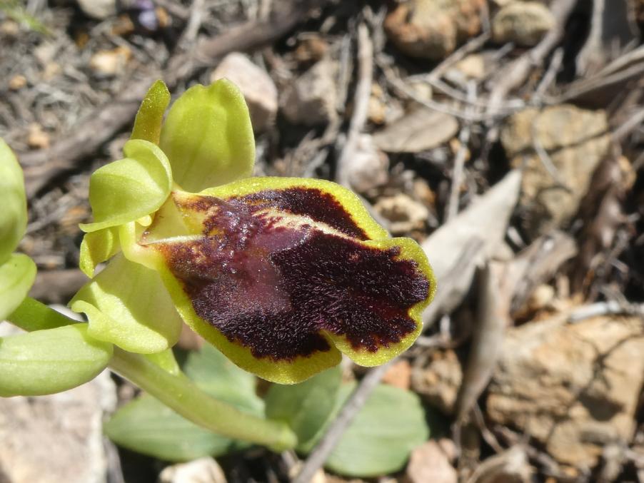 Ophrys lucifera Devillers-Tersch. & Devillers (c).JPG