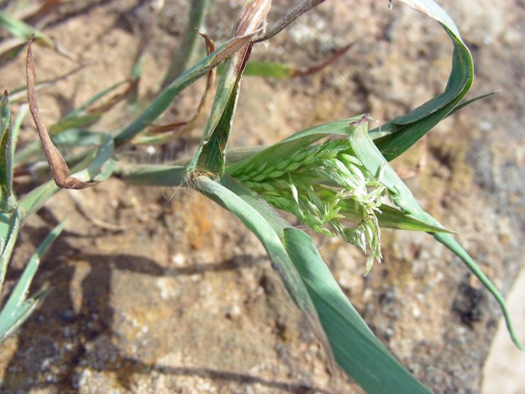 Dactyloctenium aegyptium (5).jpg