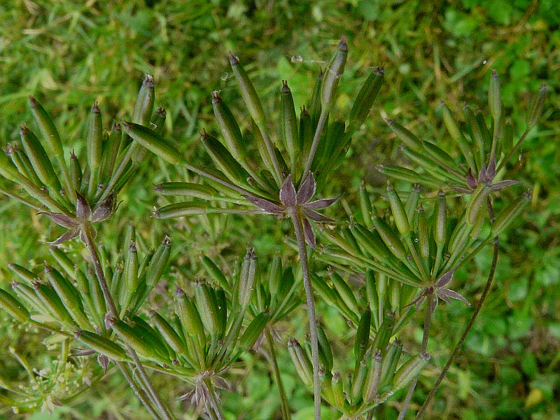 Chaerophyllum temulum L. {F 1824}