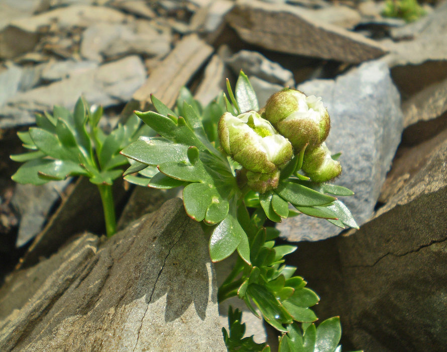 Ranunculus glacialis L. 179.JPG