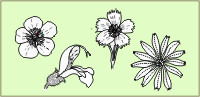 Morfologia vegetale: i fiori