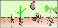 Morfologia vegetale: i semi