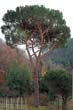 P scap - Pinus pinea