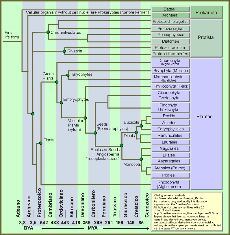 cladogramma