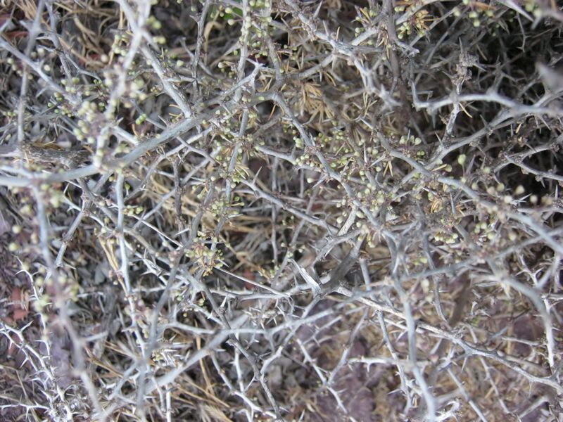<i>Asparagus albus</i> L.