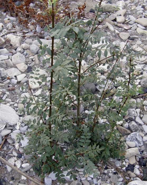 <i>Fraxinus angustifolia</i> Vahl