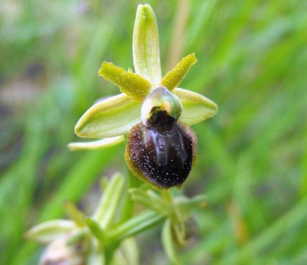 060 - Ophrys sp..jpg
