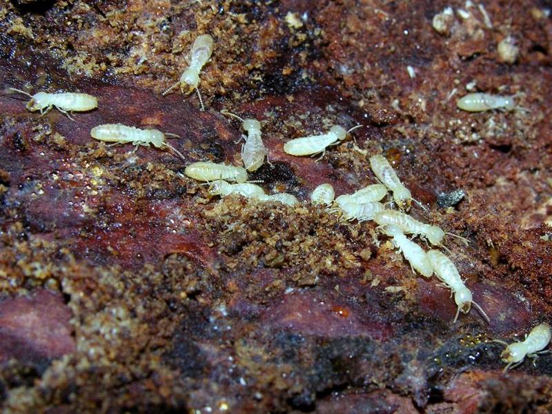 termiti.jpg