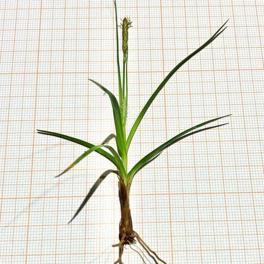 Carex michelii1.jpg